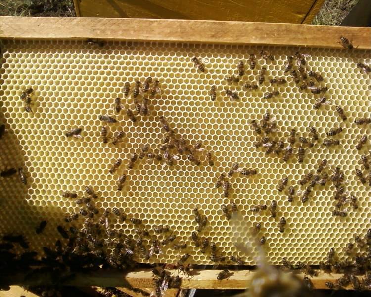 Пчелиная мерва: что это такое и ее применение