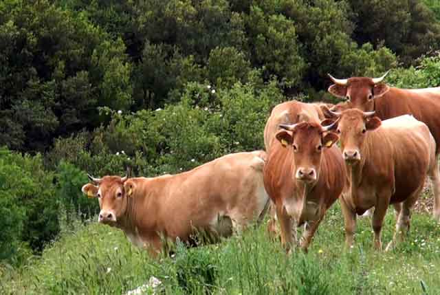 Правила лечения мастита у коров, использование народных средств