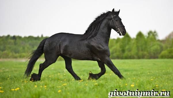Ганноверская лошадь — характеристика породы, экстерьер, фото