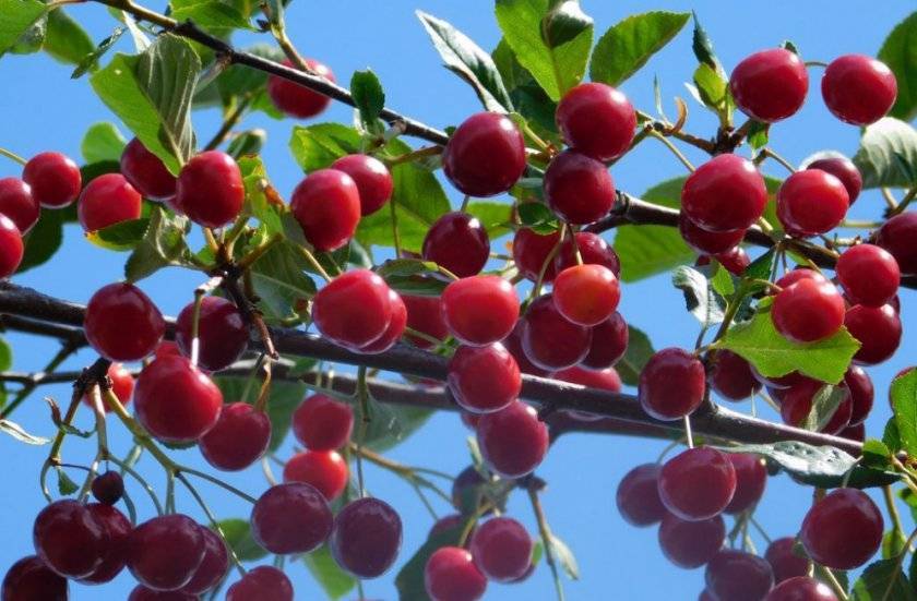 Топ-5 лучших сортов карликовой вишни и их описание