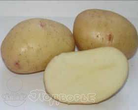 Описание среднеспелого крупного сорта картофеля «великан»