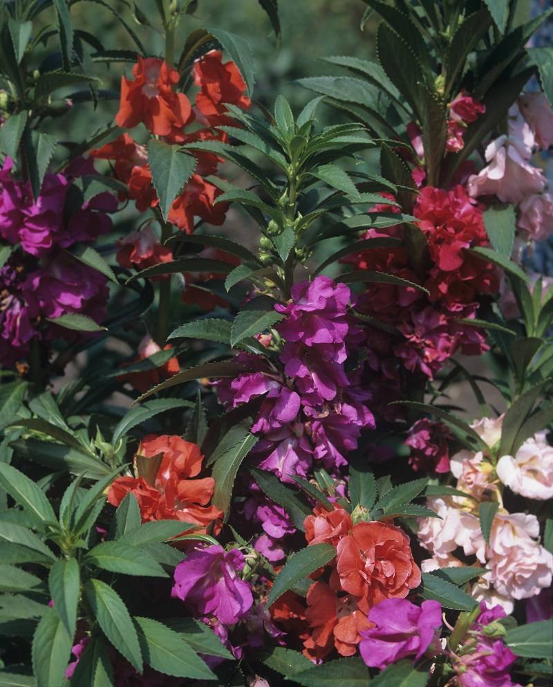 Тропический цветок ванька мокрый или бальзамин садовый: посадка и уход, фото и оптимальные условия выращивания растения