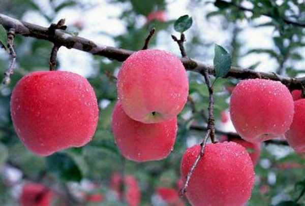 Яблоня башкирская красавица — описание сорта, фото, отзывы