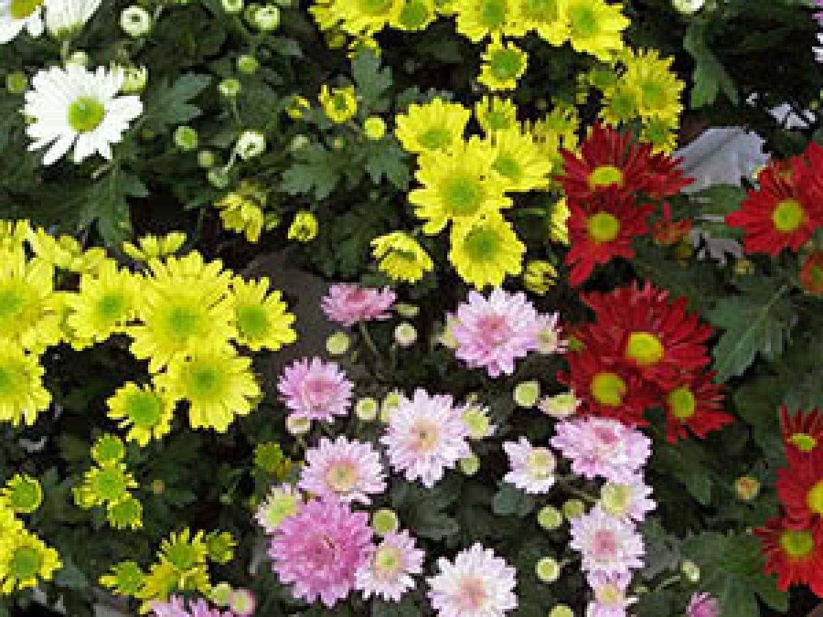 Кустовые хризантемы: фото, описание, посадка и уход
