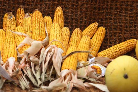 Лучшие сорта кукурузы для посадки на даче | весьогород.ру