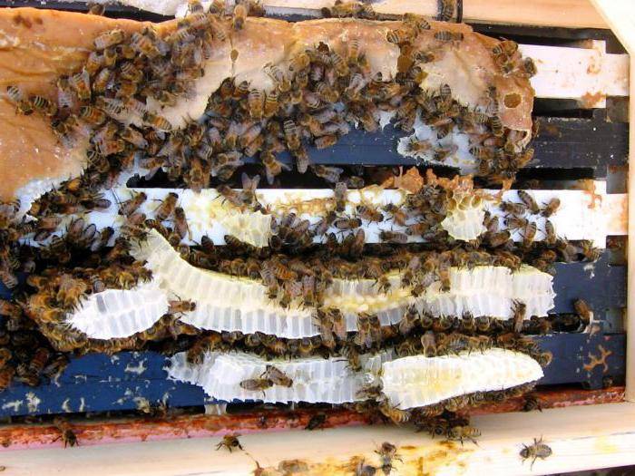 Чем и когда подкормить пчел весной
