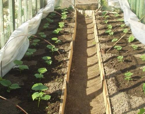 Сажаем огурцы семенами в открытый грунт: сроки в 2020 году, правила посева и выращивания