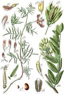 Астрагал (трава жизни) -  аптечные препараты (сироп, экстракт и др.), отзывы врачей.  рекомендации по применению травы, листьев и корней астрагала