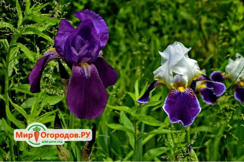 Ирис карликовый: сорта, посадка и уход