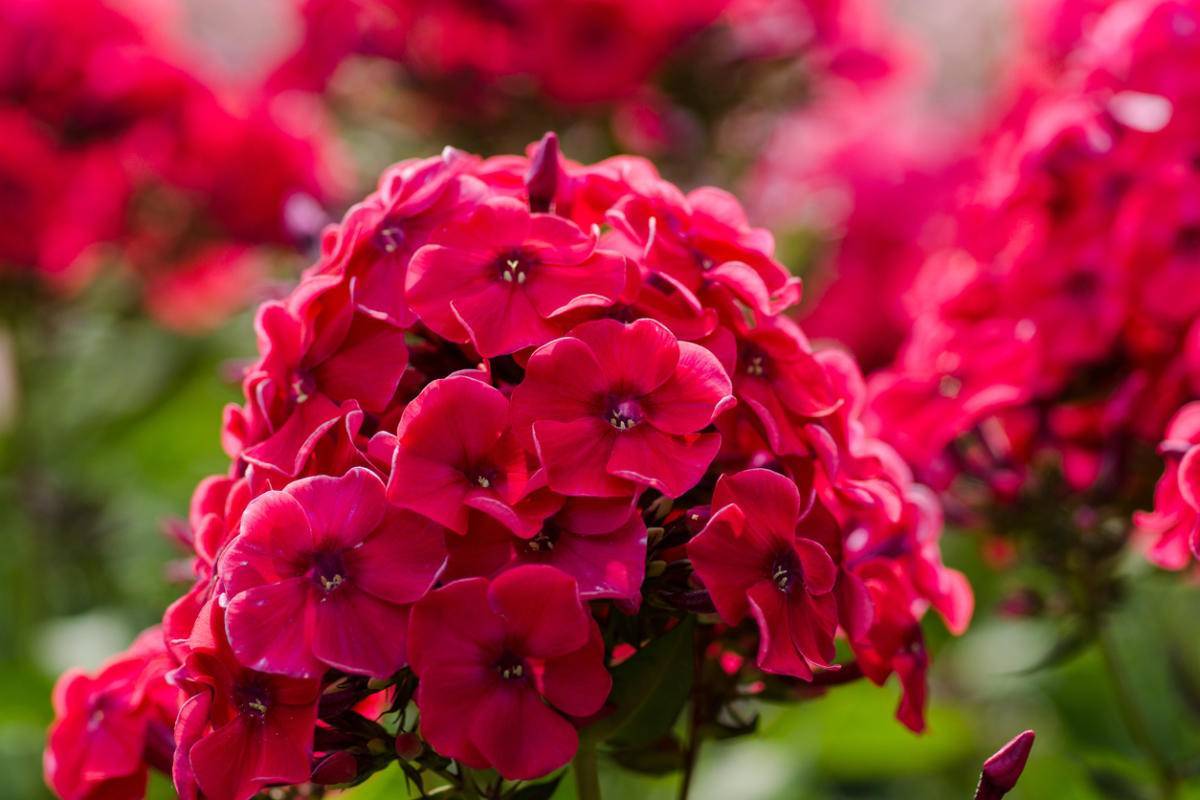 Цветы с эффектными соцветиями-шарами флоксы многолетние: посадка и уход, фото, полезные советы цветоводам