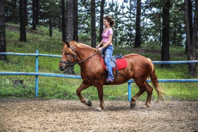 Описание лошадей породы русский тяжеловоз