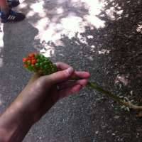 Хризантема садовая — посадка и выращивание