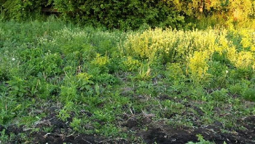 Как определить кислотность почвы по сорнякам и еще 7 вопросов об удобрении огорода. как определить ph почвы и какими удобрениями корректировать ее