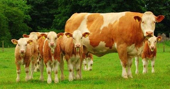Симментальская порода коров ️: характеристика, болезни крс, плюсы и минусы, питание и уход, правила разведения и фото
