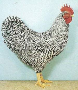 Порода кур амрокс (29 фото): описание и выращивание цыплят, отзывы