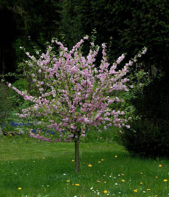 Дерево миндаля: посадка и уход, выращивание в открытом грунте
