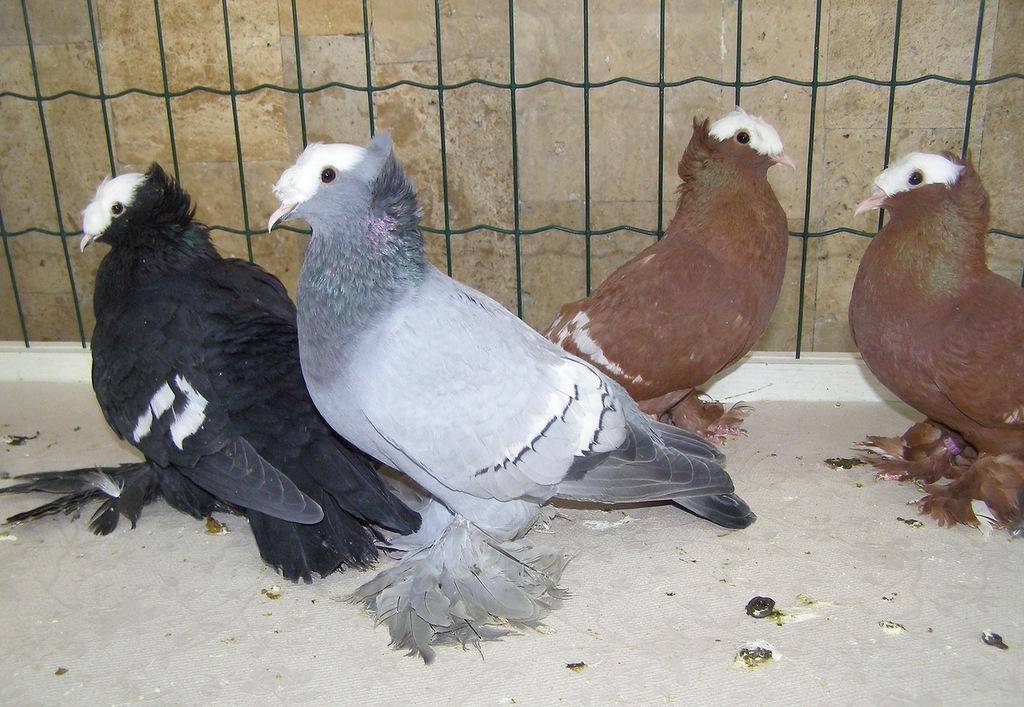 Мясные породы голубей: описание, содержание, разведение, забой