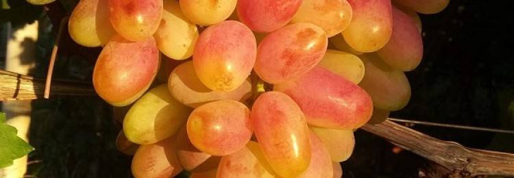 Сорт винограда юбилей города новочеркасск