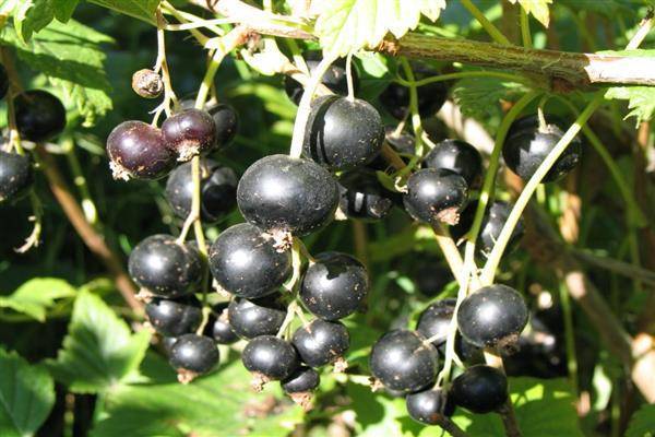 Чёрная смородина деликатес — основные характеристики сорта