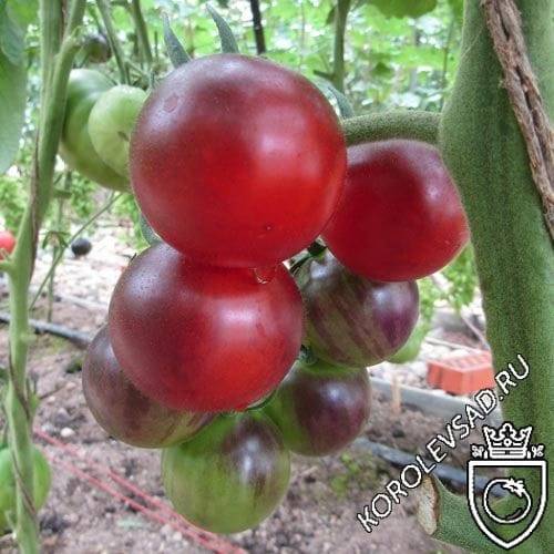 Томатный сорт груша красная — описание и выращивание