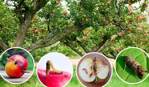 Мероприятия по защите яблони и груши