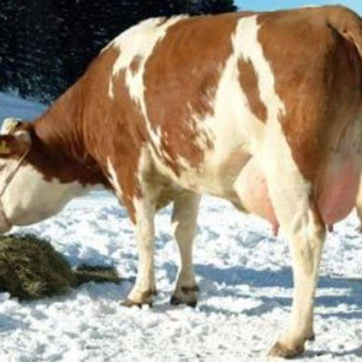 Нормы потребления сена коровой