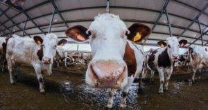Как лечить некробактериоз крупного рогатого скота