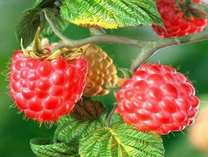 Малина сорта карамелька: советы по выращиванию сладкой ягоды