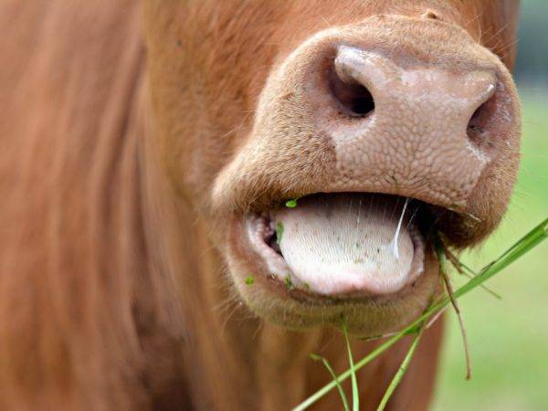 Глисты у коров: меры профилактики и способы лечения