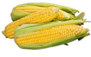 Кукуруза — польза и вред для организма | польза и вред