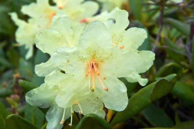 Полезные свойства рододендрона адамса и других видов цветка: каким лечебным влиянием на людей обладает азалия, ядовита она или нет, и каково вредное воздействие?