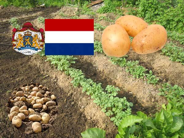 Посадка картофеля голландским способом: схема