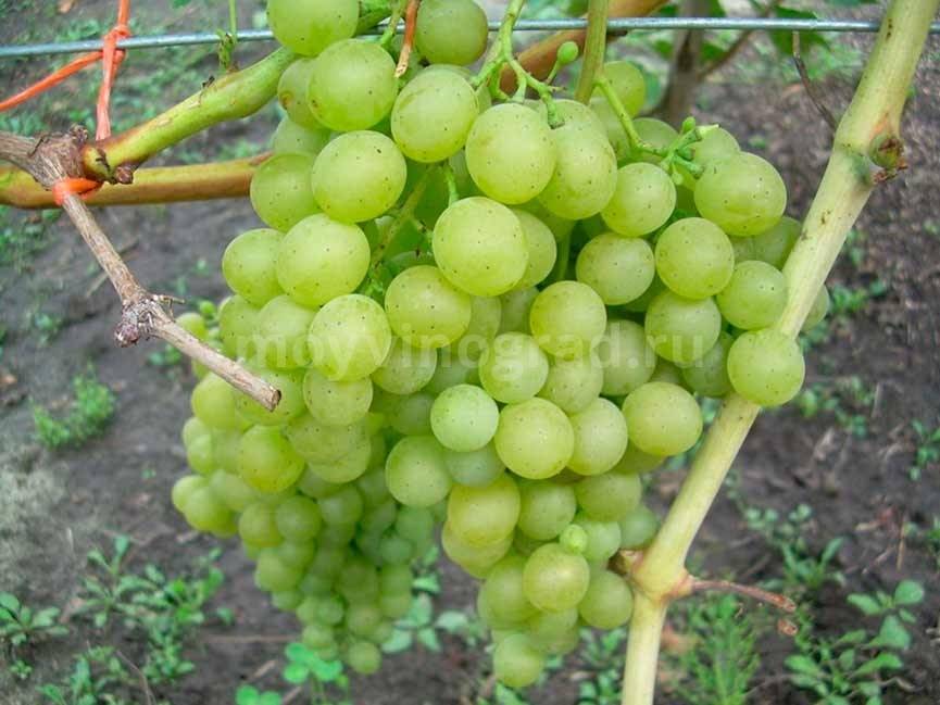 Виноград белое чудо описание сорта