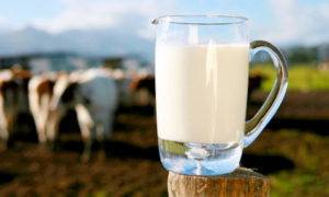 Молоко после отёла коровы: когда можно пить и сепарировать
