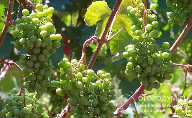 Виноград «виктор»: описание сорта, фото, отзывы