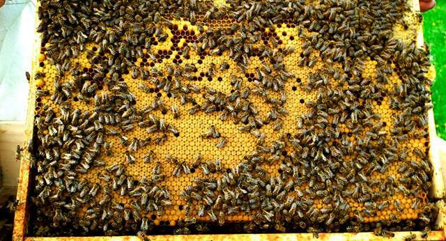Особенности и заболевания расплода пчел