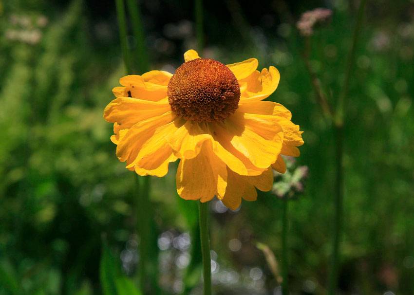 Цветок гелениум: посадка и уход, фото, выращивание в открытом грунте из семян