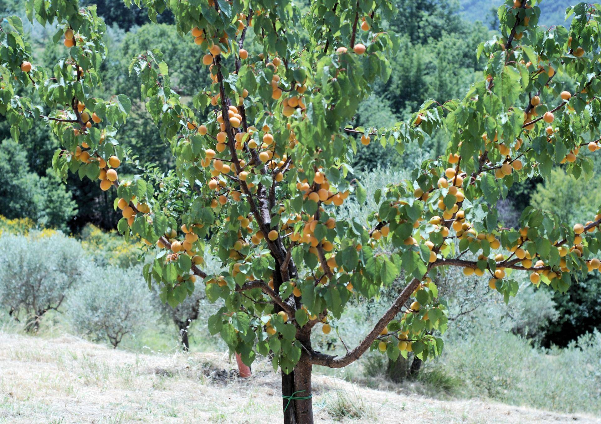Описание и характеристика сорта абрикоса триумф северный