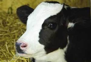 Черно пестрая молочная порода коров: описание, кормление и уход, основные достоинства и недостатки - общая информация - 2020