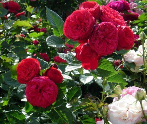 Английская пионовидная кустовая роза red piano (ред пиано)