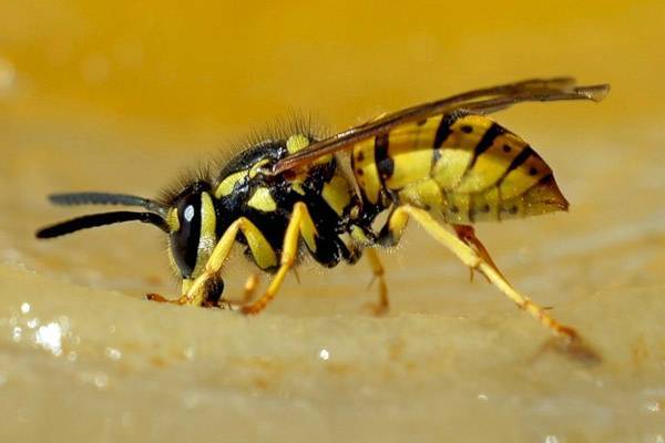 Чем опасна аллергия на укус пчелы
