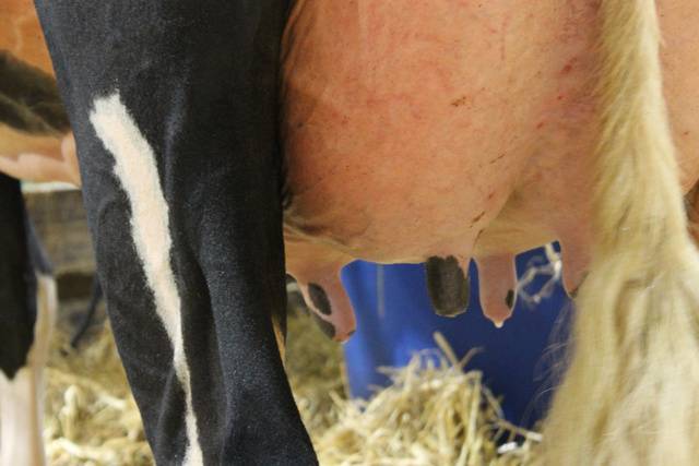 Лечение и предупреждение кетоза у коров