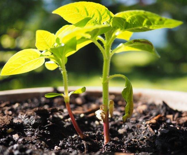Как вырастить подсолнух на даче и получить отличный урожай