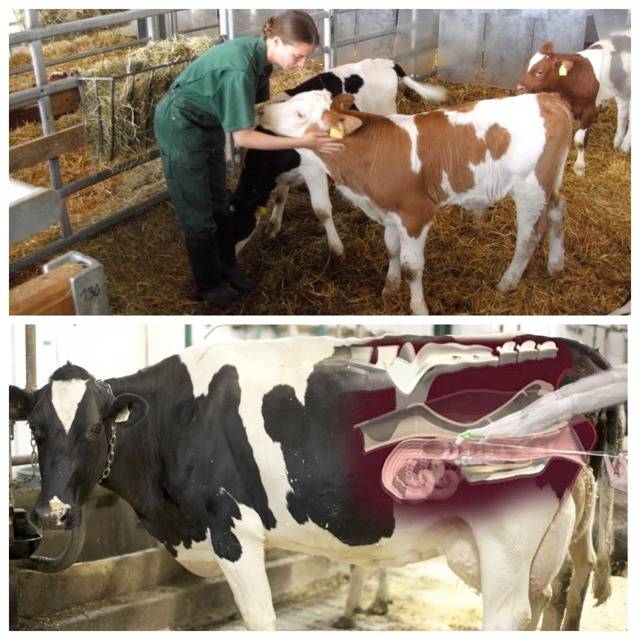 Нетели — что это такое, как определить и узнать стельность коровы — выращивание телки, возраст и содержание беременной буренки — moloko-chr.ru