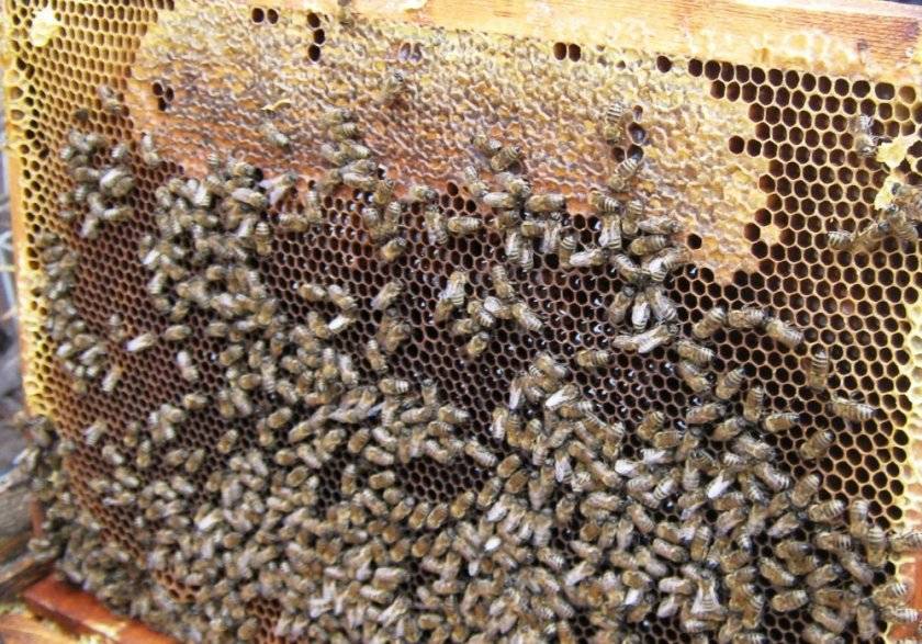 Лечение гнильца у пчел