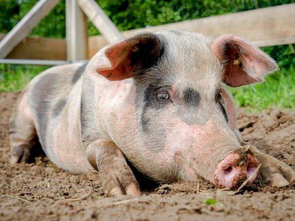 Стандарты, особенности и преимущества беконных пород свиней