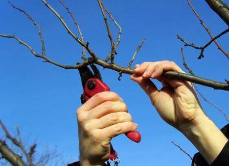 Советы для начинающих садоводов по обрезке деревьев осенью