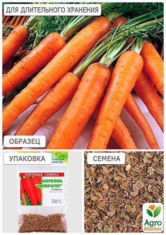 Описание, характеристика и особенности выращивания сорта моркови чемпион