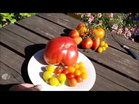 Томат золотой дождь: описание сорта помидор, фото, отзывы