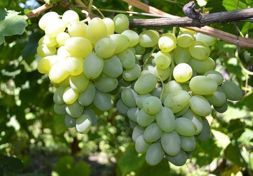 Усовершенствованный и масштабный сорт винограда «новый подарок запорожью»